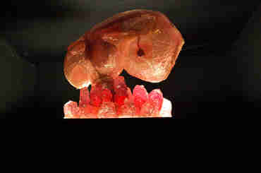 Embryo_featured_image